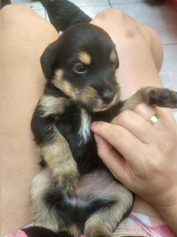 Cachorro ra a SRD idade Abaixo de 2 meses nome Bebês para adoção