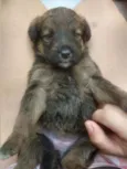Bebês para adoção