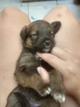 Bebês para adoção