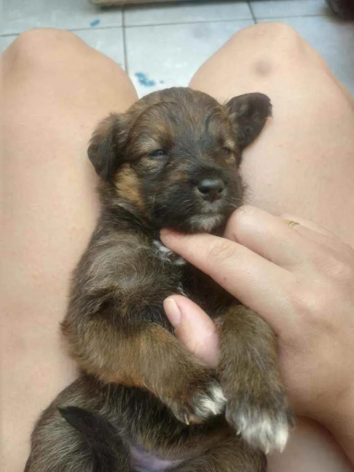 Cachorro ra a SRD idade Abaixo de 2 meses nome Bebês para adoção