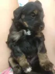 Bebês para adoção