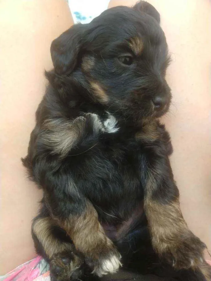 Cachorro ra a SRD idade Abaixo de 2 meses nome Bebês para adoção