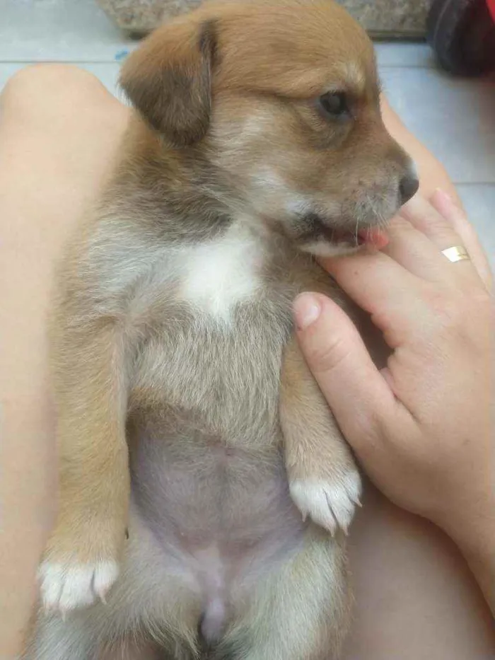 Cachorro ra a SRD idade Abaixo de 2 meses nome Bebês para adoção