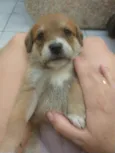 Bebês para adoção
