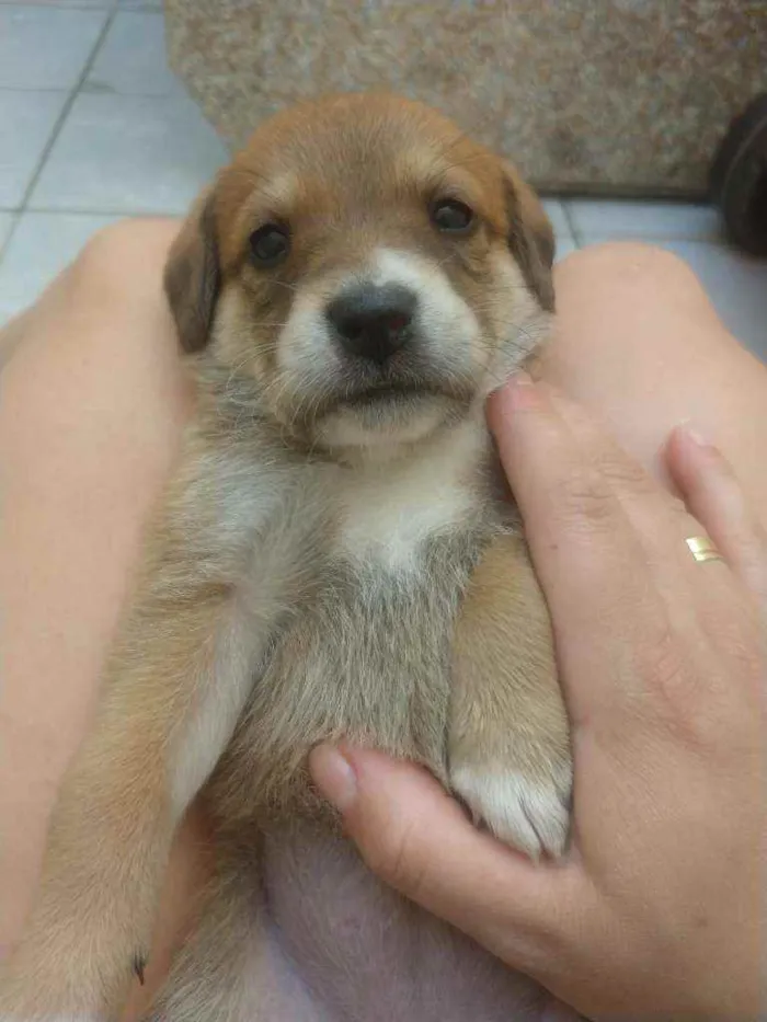 Cachorro ra a SRD idade Abaixo de 2 meses nome Bebês para adoção