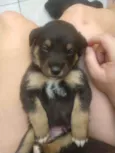 Bebês para adoção