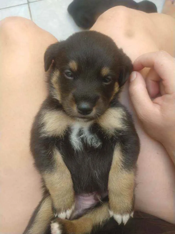 Cachorro ra a SRD idade Abaixo de 2 meses nome Bebês para adoção