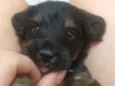 Bebês para adoção