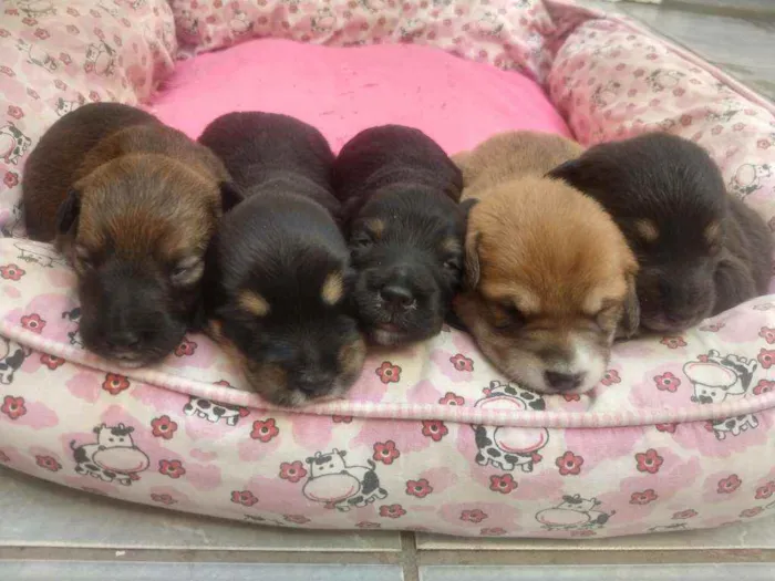 Cachorro ra a SRD idade Abaixo de 2 meses nome Bebês para adoção