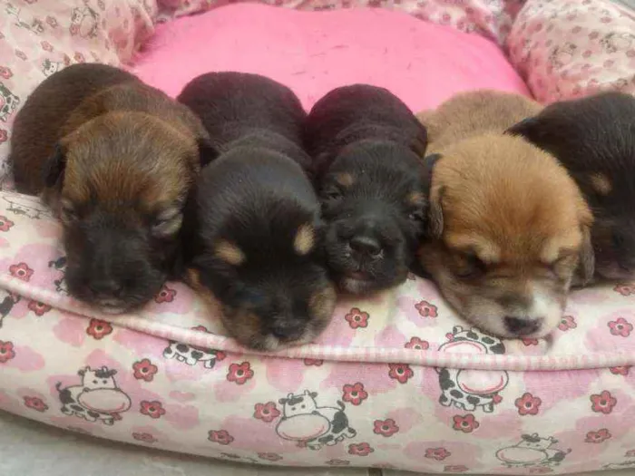 Cachorro ra a SRD idade Abaixo de 2 meses nome Bebês para adoção
