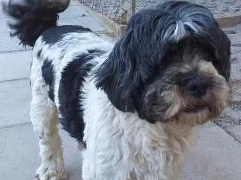 Cachorro ra a Mestiço Lhasa e SRD idade 1 ano nome Barthô e Zildinha