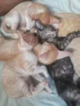 Lindos gatinhos 