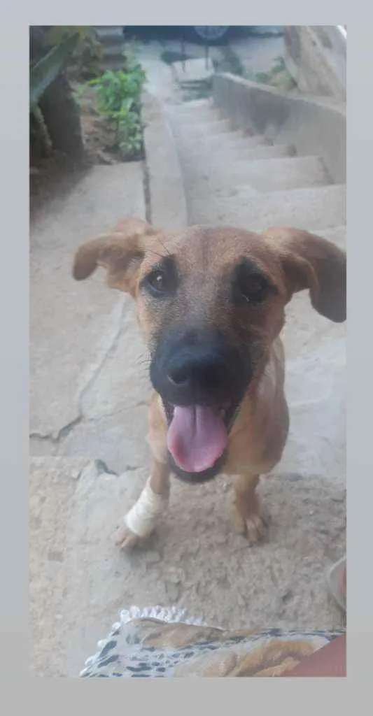 Cachorro raça Vira lata  idade 7 a 11 meses nome Billy