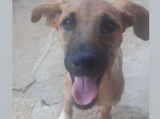 Cachorro raça Vira lata  idade 7 a 11 meses nome Billy