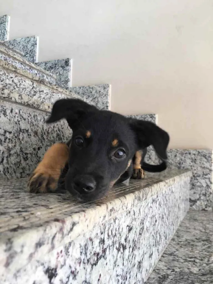 Cachorro raça Vira lata  idade 2 a 6 meses nome Miúda 