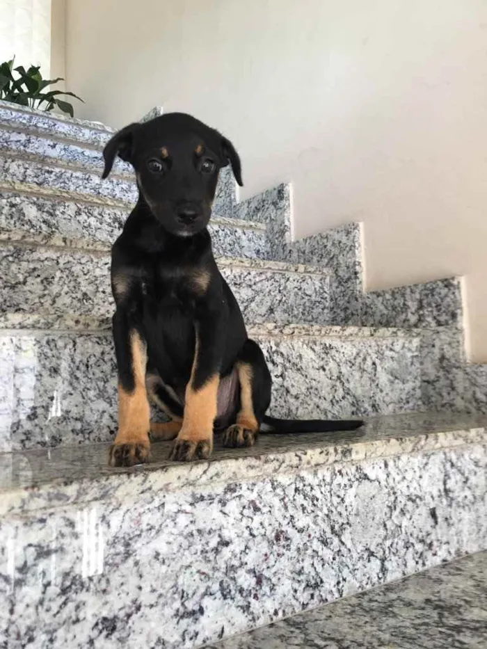 Cachorro raça Vira lata  idade 2 a 6 meses nome Miúda 