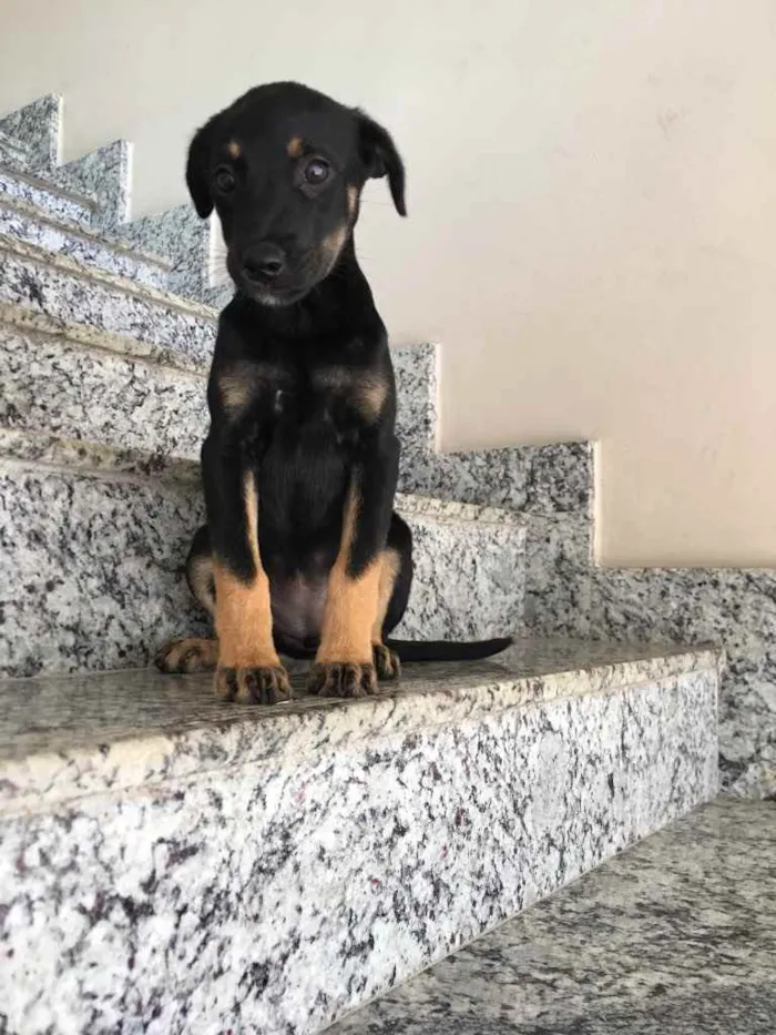 Cachorro raça Vira lata  idade 2 a 6 meses nome Miúda 