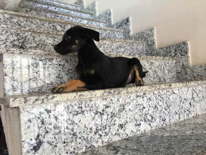 Cachorro raça Vira lata  idade 2 a 6 meses nome Miúda 