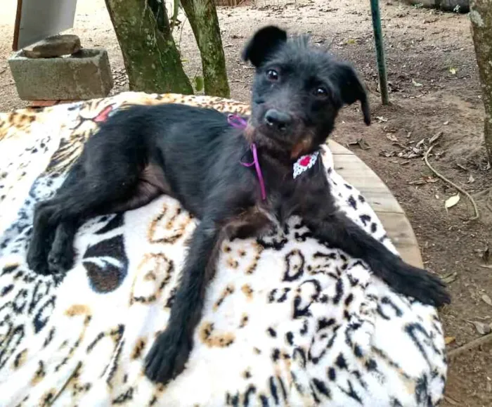 Cachorro ra a  idade 2 anos nome Baby