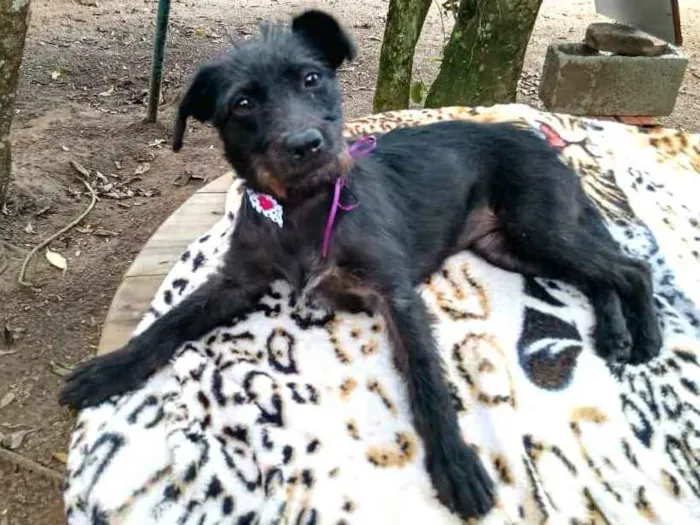 Cachorro ra a  idade 2 anos nome Baby