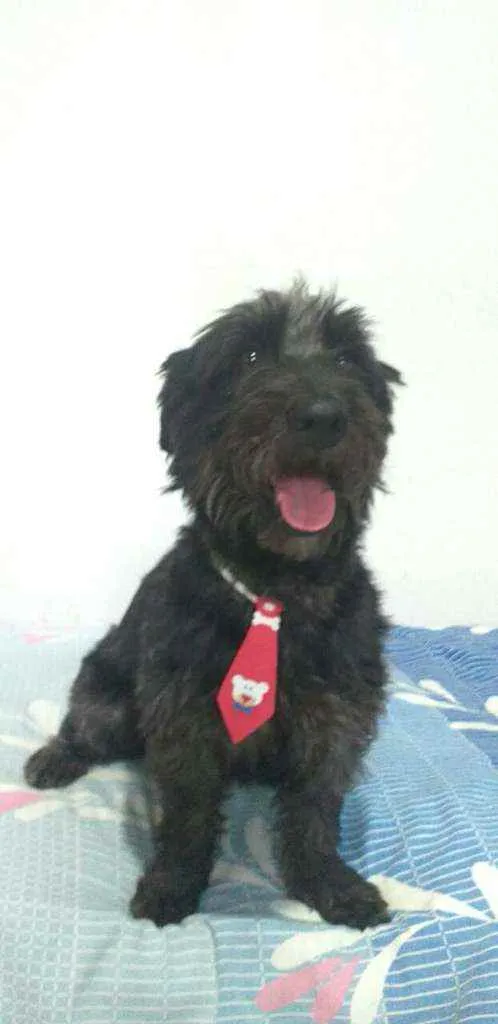 Cachorro ra a  idade 2 anos nome Francisco