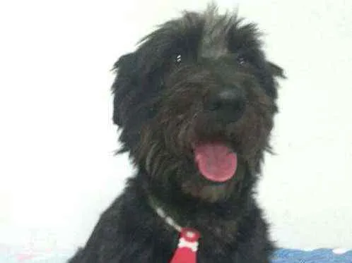 Cachorro ra a  idade 2 anos nome Francisco
