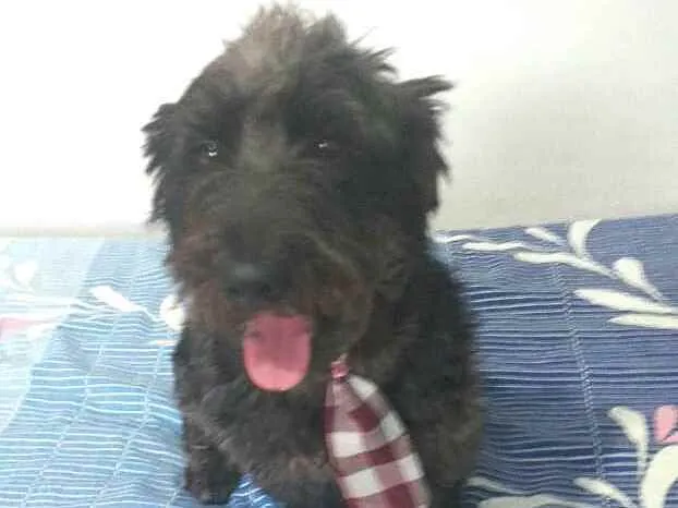 Cachorro ra a  idade 2 anos nome Francisco