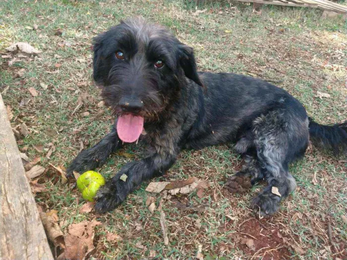 Cachorro ra a  idade 2 anos nome Francisco