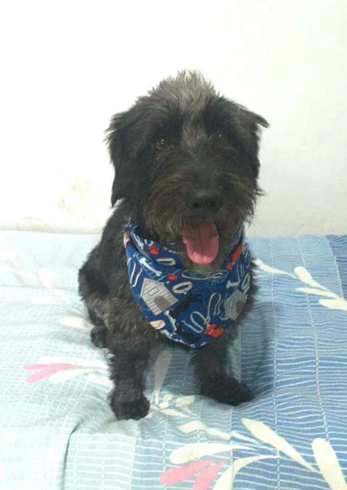 Cachorro ra a  idade 2 anos nome Francisco