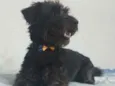 Francisco