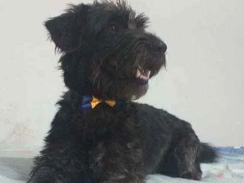 Cachorro ra a  idade 2 anos nome Francisco