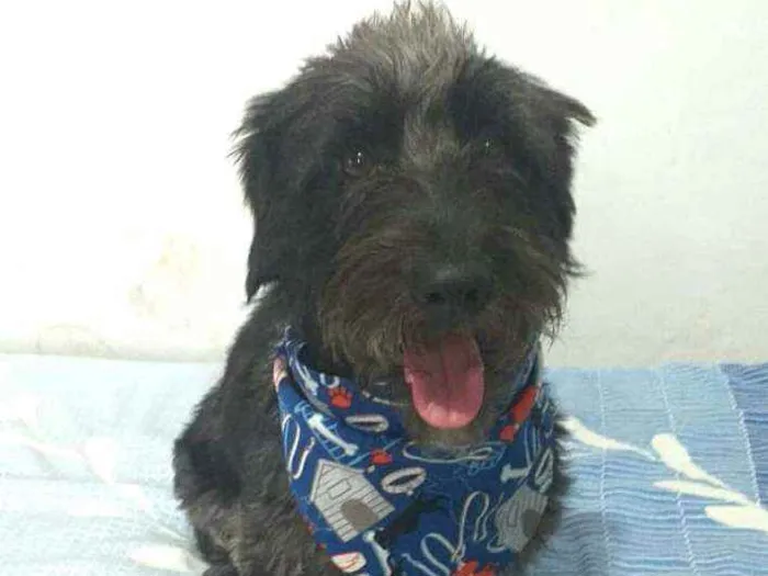 Cachorro ra a  idade 2 anos nome Francisco