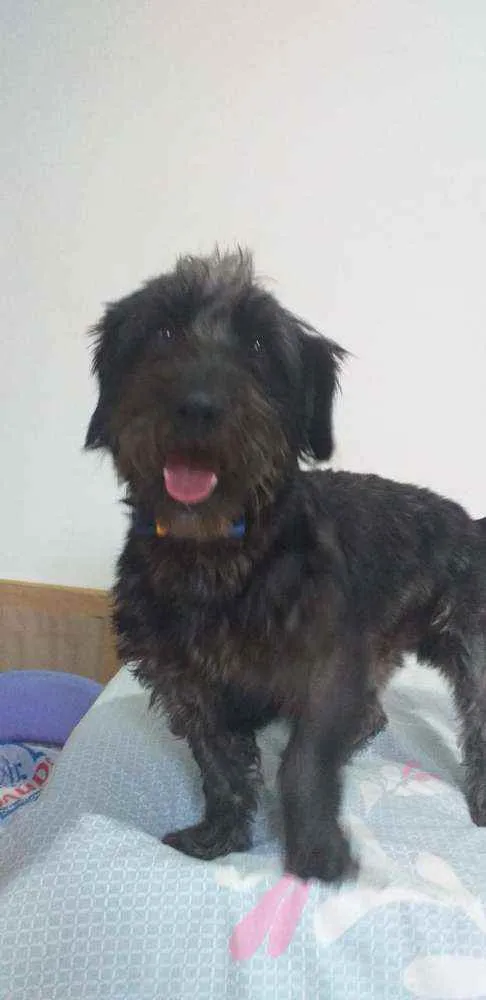 Cachorro ra a  idade 2 anos nome Francisco