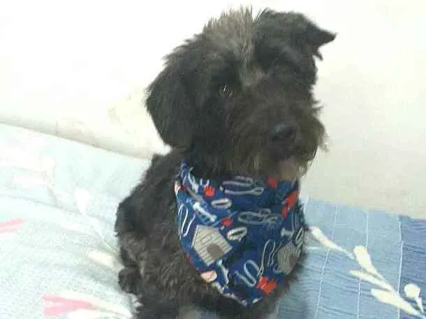 Cachorro ra a  idade 2 anos nome Francisco