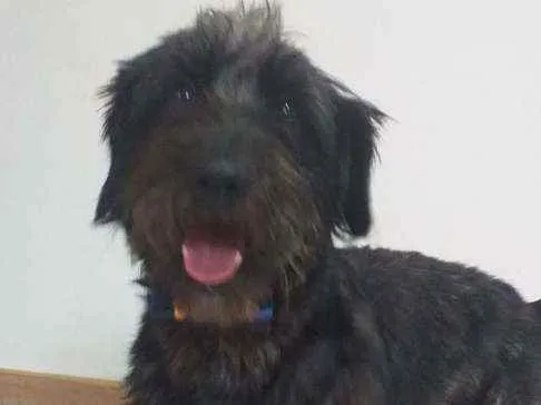 Cachorro ra a  idade 2 anos nome Francisco