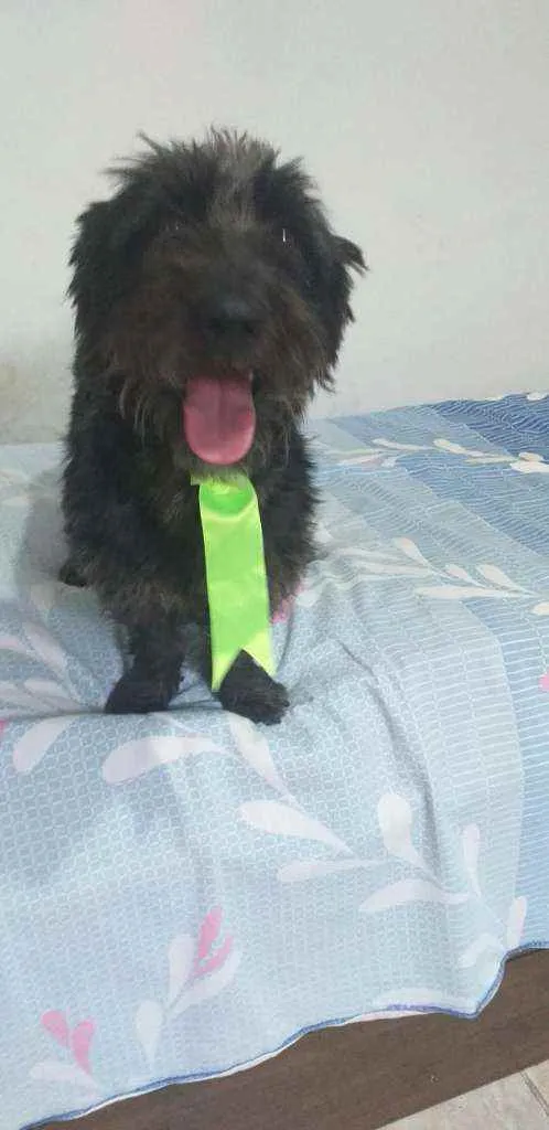 Cachorro ra a  idade 2 anos nome Francisco