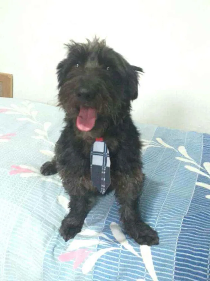 Cachorro ra a  idade 2 anos nome Francisco