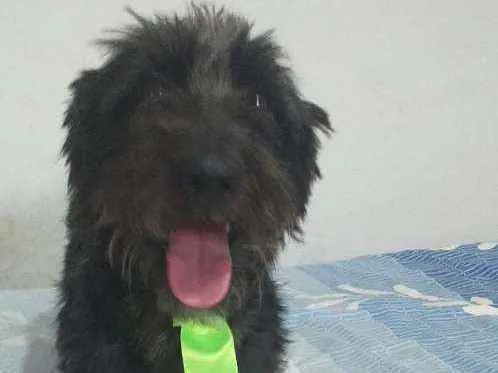 Cachorro ra a  idade 2 anos nome Francisco