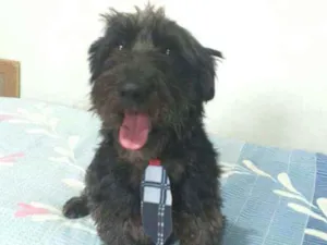 Cachorro raça  idade 2 anos nome Francisco 