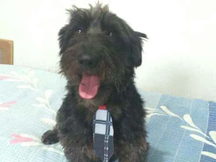 Cachorro ra a  idade 2 anos nome Francisco