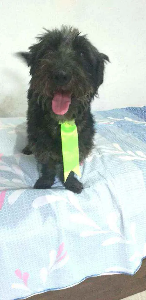 Cachorro ra a  idade 2 anos nome Francisco
