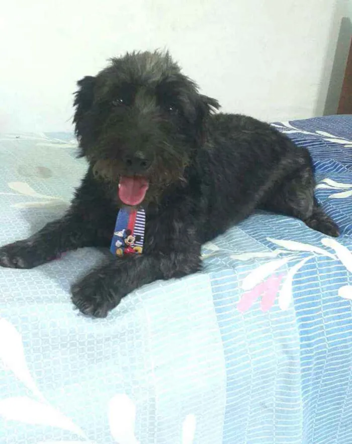 Cachorro ra a  idade 2 anos nome Francisco