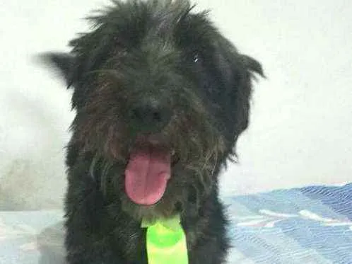 Cachorro ra a  idade 2 anos nome Francisco