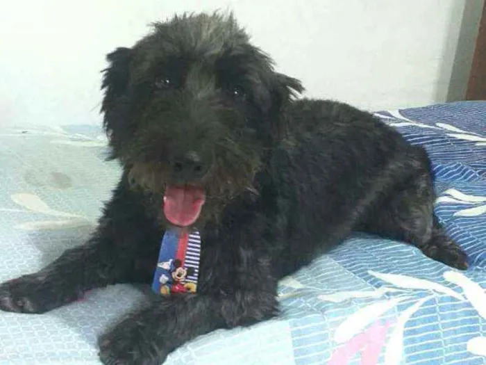 Cachorro ra a  idade 2 anos nome Francisco