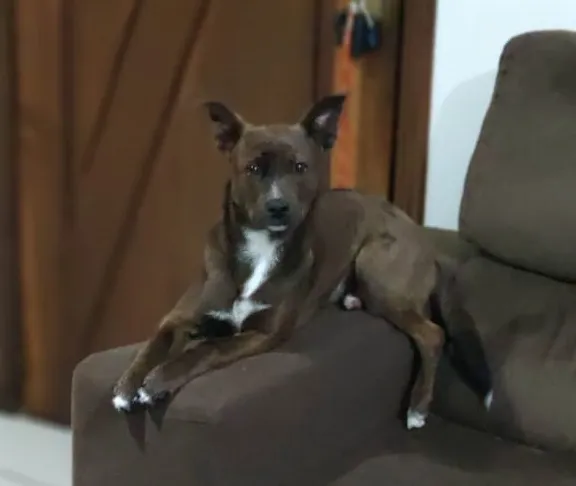 Cachorro ra a Indefinida idade 7 a 11 meses nome Floki