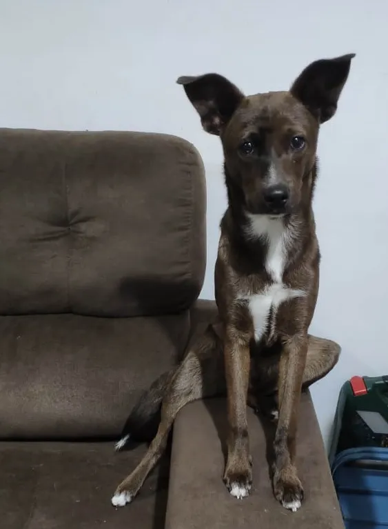 Cachorro ra a Indefinida idade 7 a 11 meses nome Floki