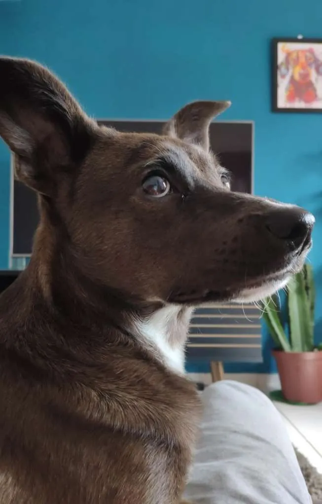 Cachorro ra a Indefinida idade 7 a 11 meses nome Floki