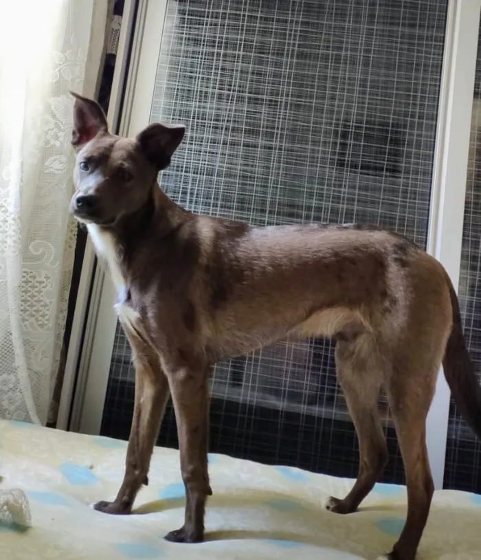 Cachorro ra a Indefinida idade 7 a 11 meses nome Floki