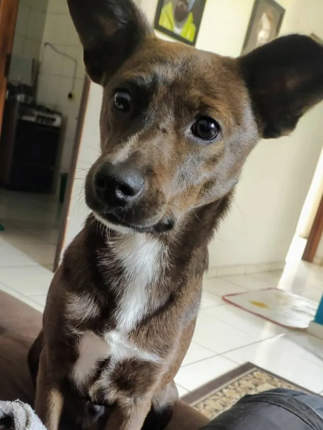 Cachorro ra a Indefinida idade 7 a 11 meses nome Floki