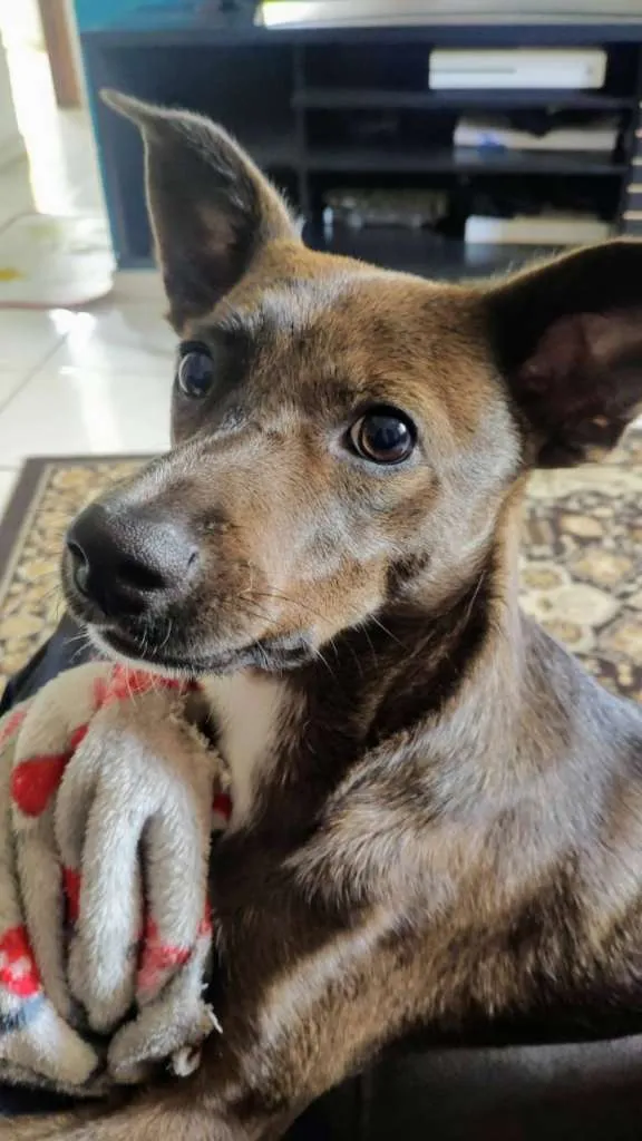 Cachorro ra a Indefinida idade 7 a 11 meses nome Floki